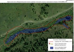 Erythronium sibiricum