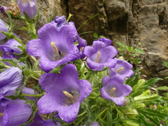 Campanula speciosa