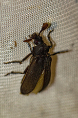 Rhipiceridae