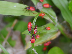 Dysdercus superstitiosus