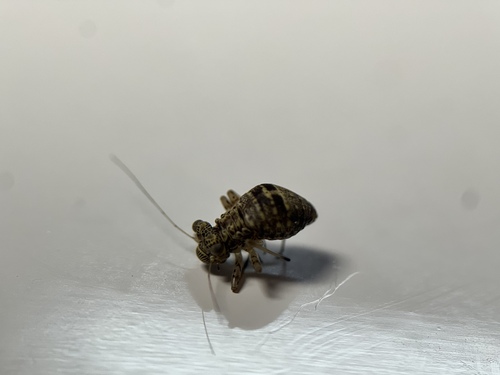 Woodland barklouse photo 5