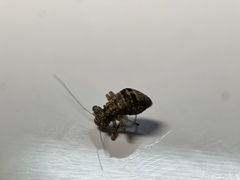 Mesopsocus
