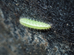 Emmelina monodactyla