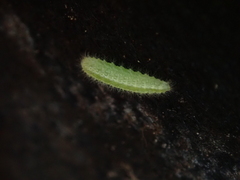 Emmelina monodactyla