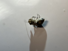Mesopsocus