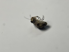 Mesopsocus