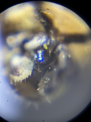 Mesopsocus