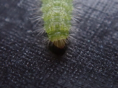 Emmelina monodactyla