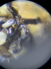 Mesopsocus