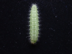 Emmelina monodactyla