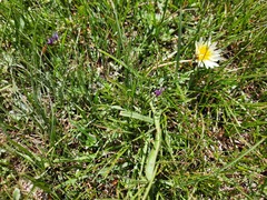 Taraxacum leucanthum