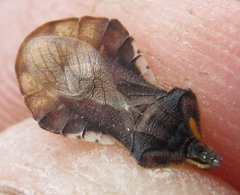 Phymata crassipes