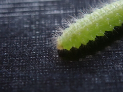 Emmelina monodactyla