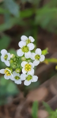 Lobularia maritima