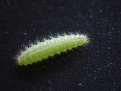 Emmelina monodactyla