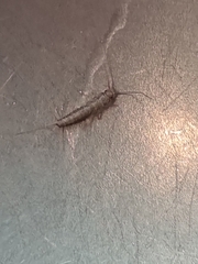 Ctenolepisma longicaudatum