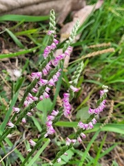 Spiranthes sinensis