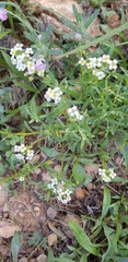 Lobularia maritima