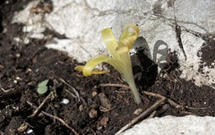 Sternbergia colchiciflora