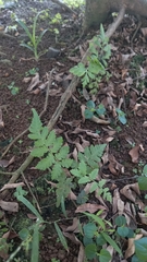 Deparia petersenii