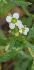 Lobularia maritima