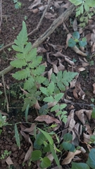 Deparia petersenii