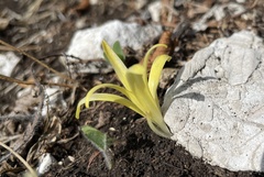 Sternbergia colchiciflora