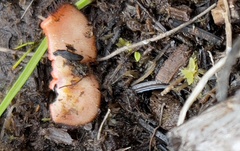 Scutellinia