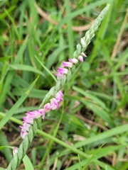 Spiranthes sinensis