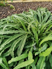 Helminthotheca echioides