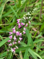Spiranthes sinensis