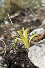 Sternbergia colchiciflora