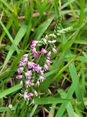 Spiranthes sinensis
