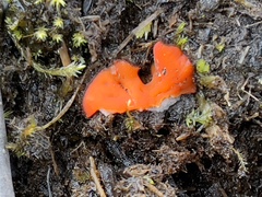 Scutellinia