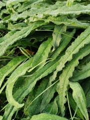 Helminthotheca echioides