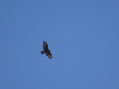 Buteo buteo