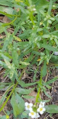 Lobularia maritima