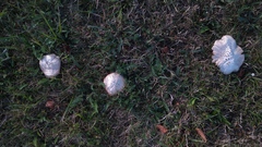 Agaricus campestris