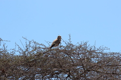 Falco rupicoloides