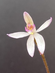 Caladenia alata