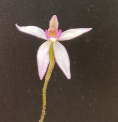 Caladenia alata