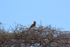 Falco rupicoloides