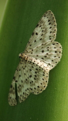 Percnia suffusa