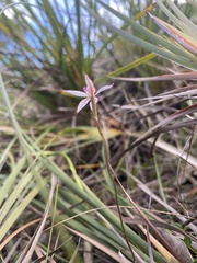 Caladenia alata