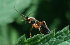 Syrphoctonus tarsatorius