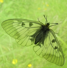 Parnassius mnemosyne