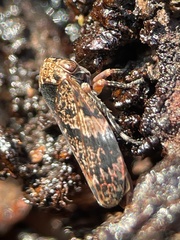 Eurymeloides adspersa