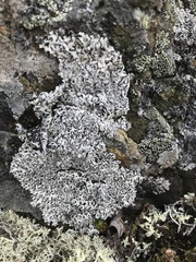 Arctoparmelia