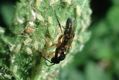 Syrphoctonus tarsatorius