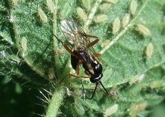 Syrphoctonus tarsatorius